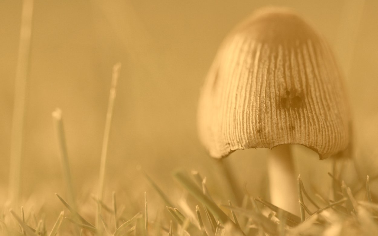 Опята и поганки