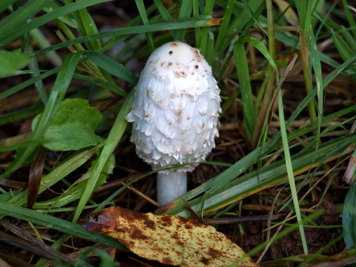 Грибы растущие на навозе