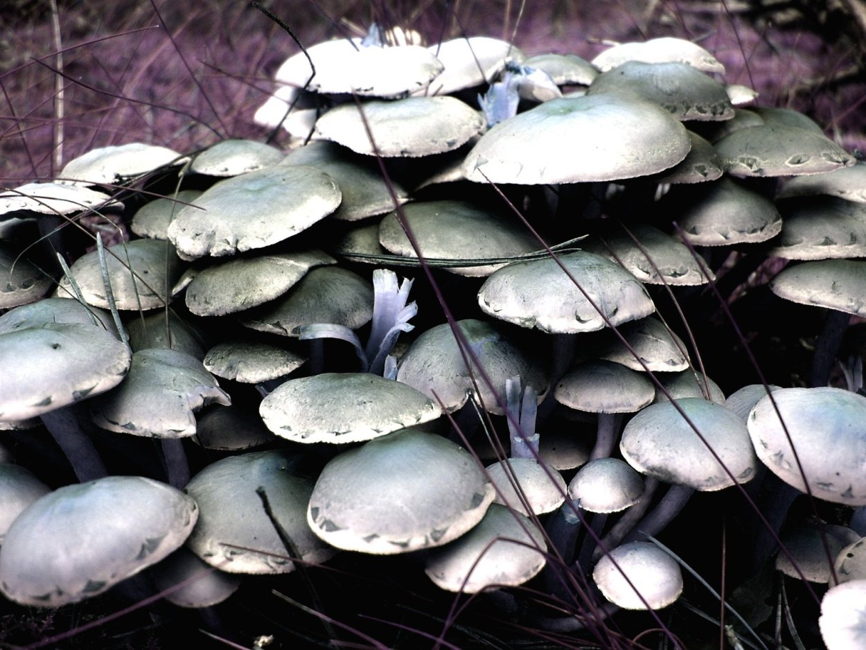 Черная поганка гриб