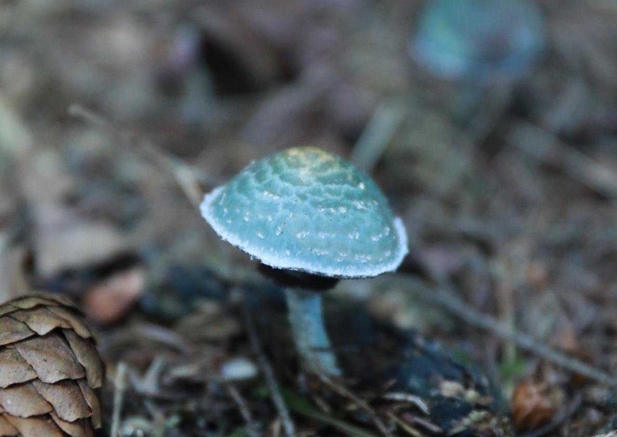 Необычные грибы навозник чернильный