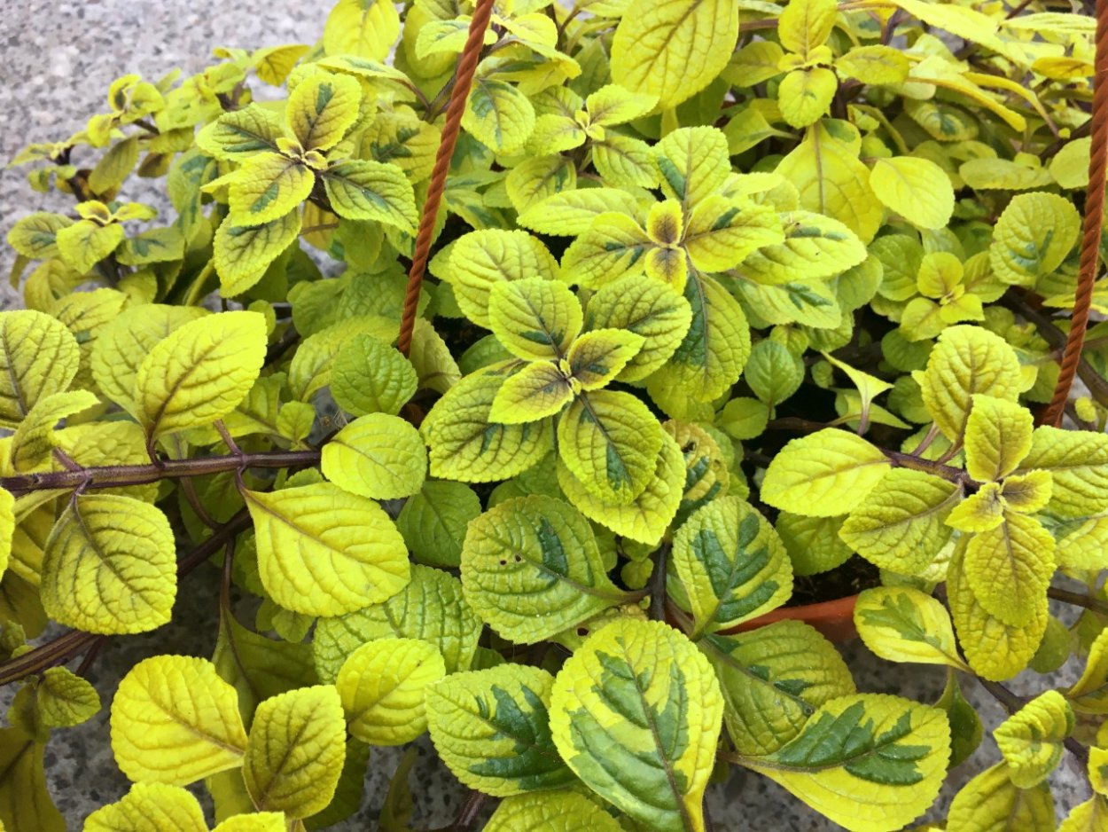 Плектрантус гибридный