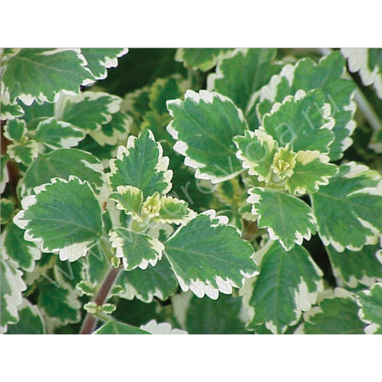 Плектрантус variegatus