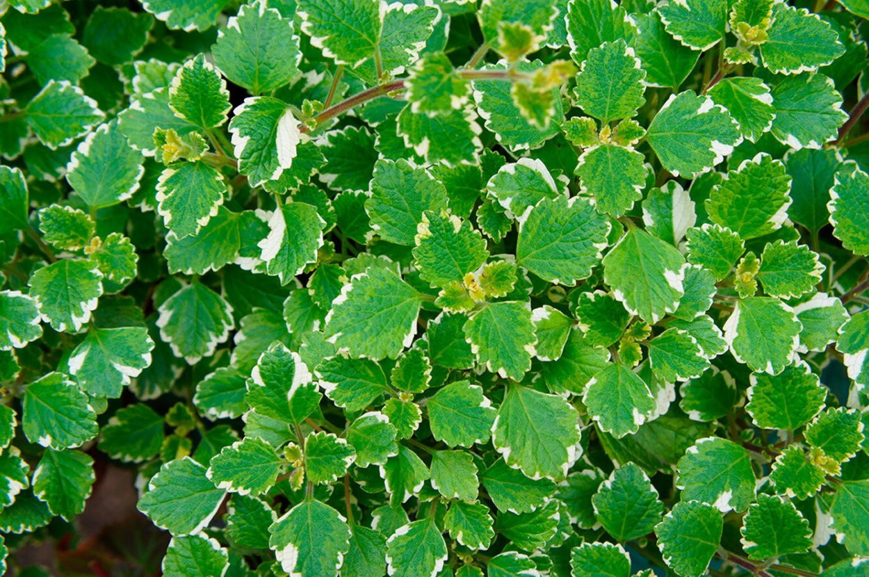 Плектрантус verticillatus