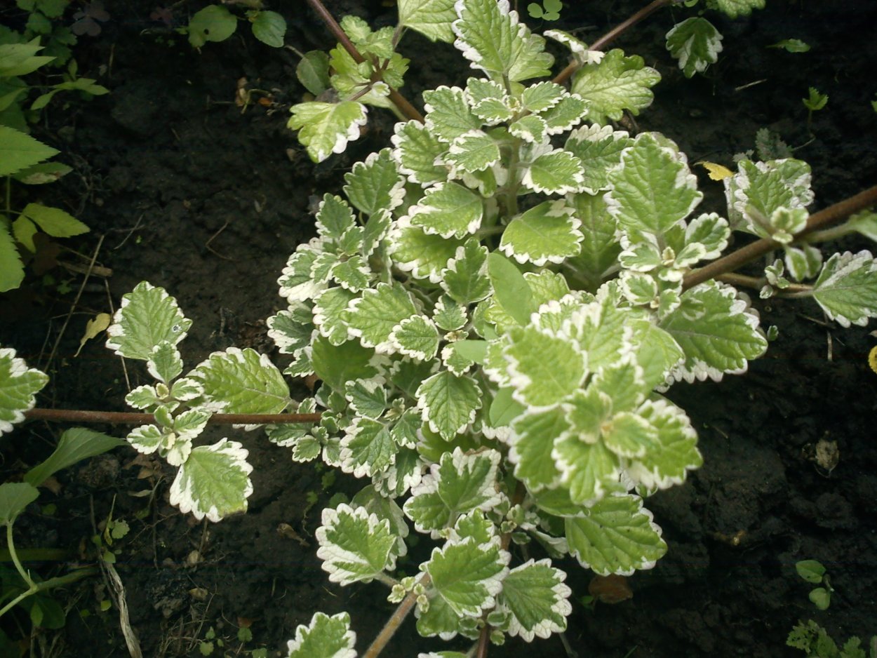 Плектрантус вариегатный