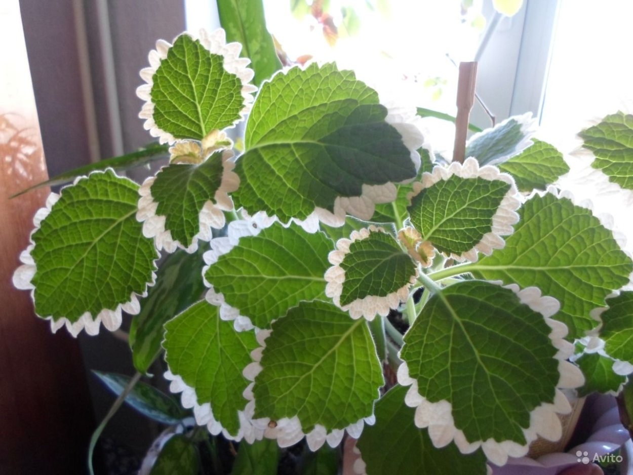 Plectranthus (плектрантус, шпороцветник