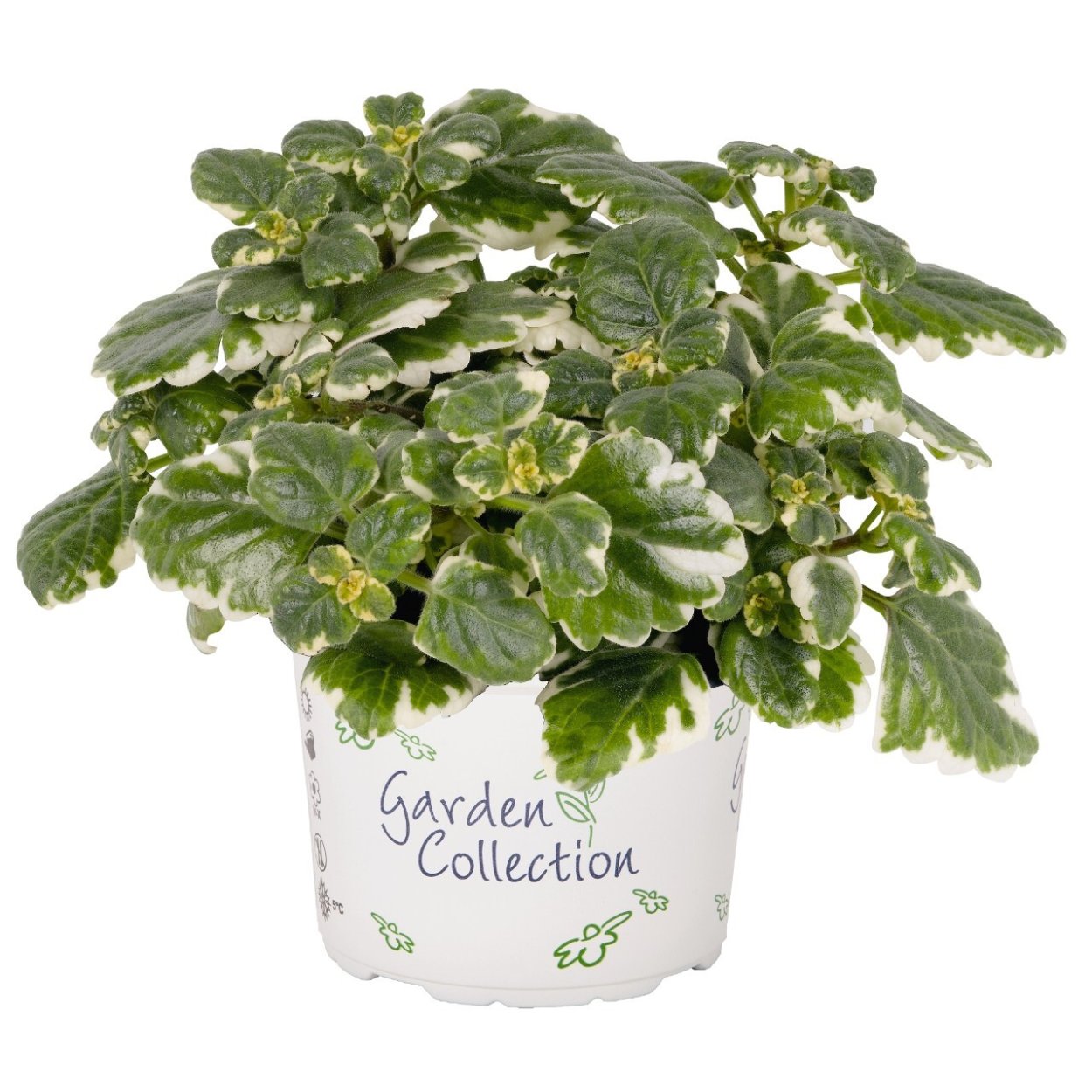 Плектрантус Нико