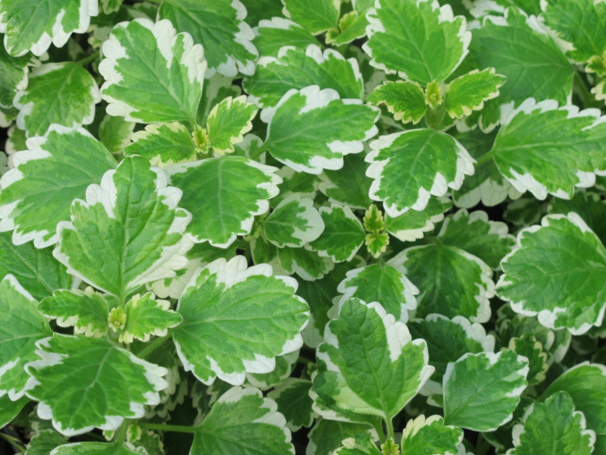 Мята плектрантус мохнатый