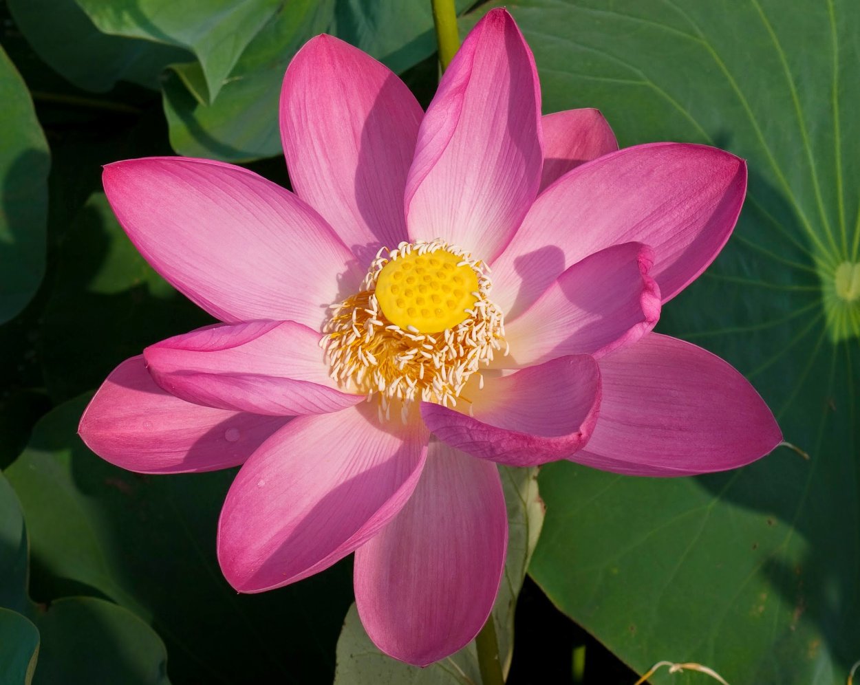 Долина индийских лотосов