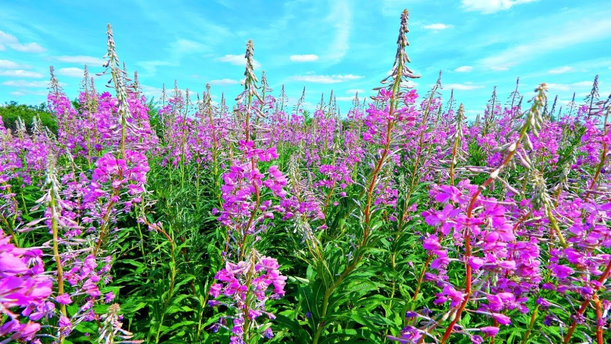 Лекарственные растения