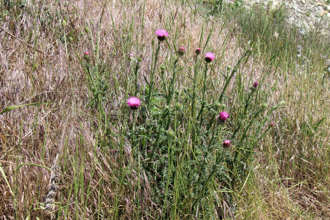 Растения Тамбовского края