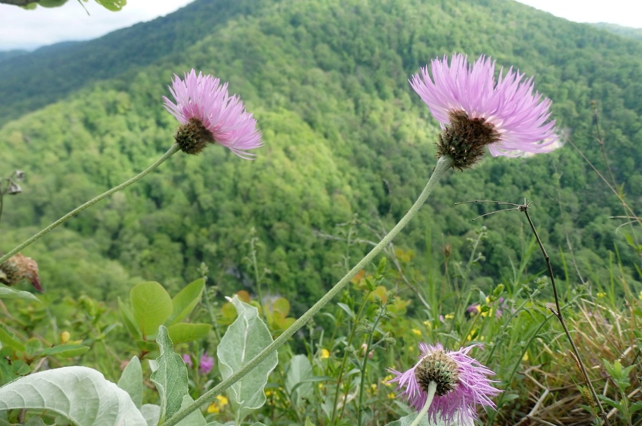 Растения Кубани