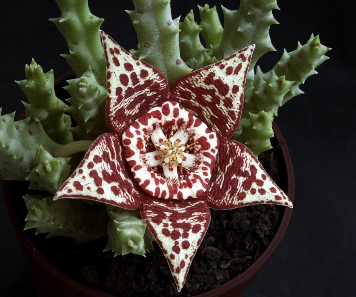 Стапелия пестрая Stapelia variegata