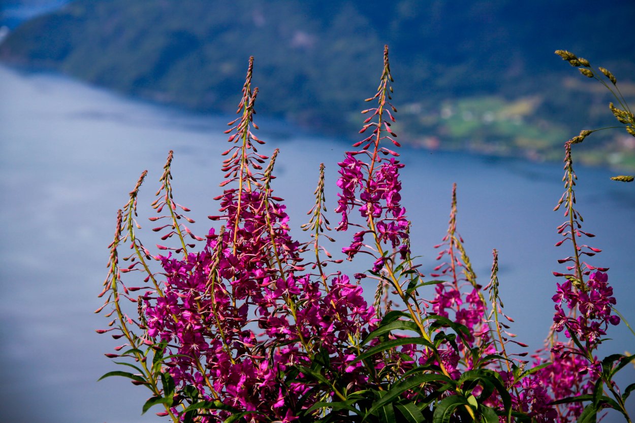 Иван-чай (кипрей)