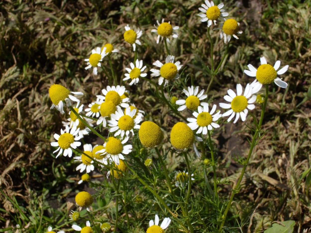 Травы Сибири и Забайкалья