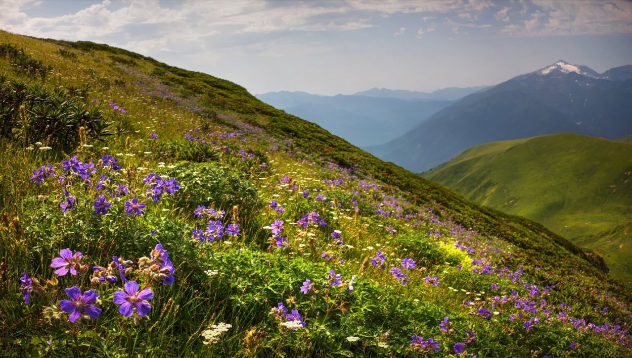 Растения Вологодской области