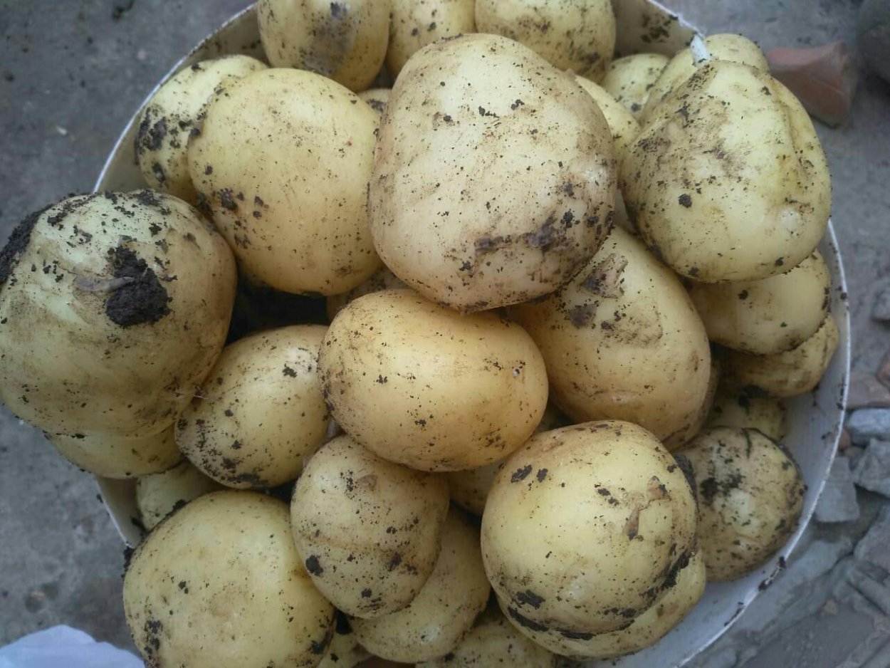 Сорт картофеля лорх характеристика фото
