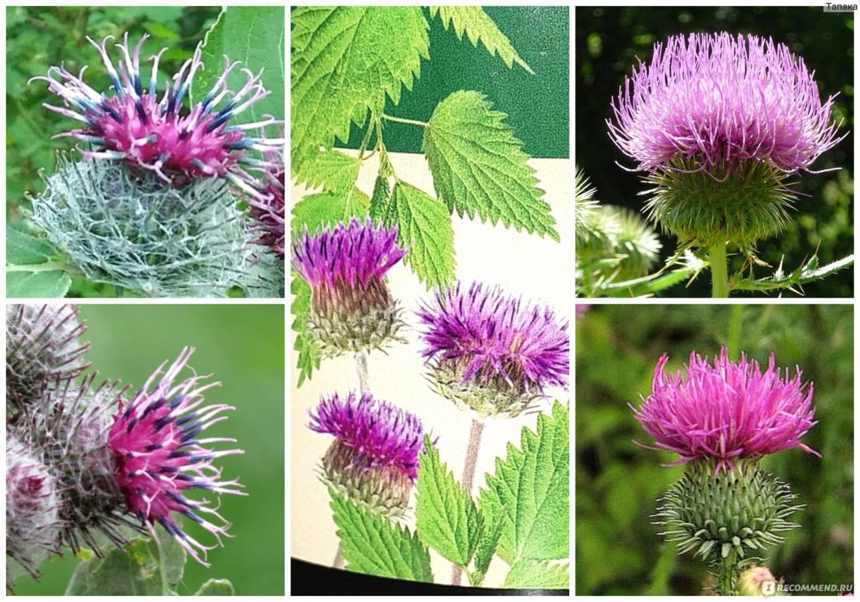 Расторопша пятнистая (Silybum Marianum)