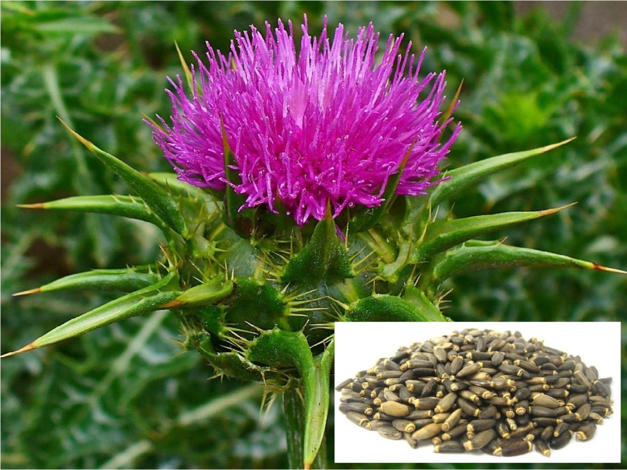 Расторопша пух