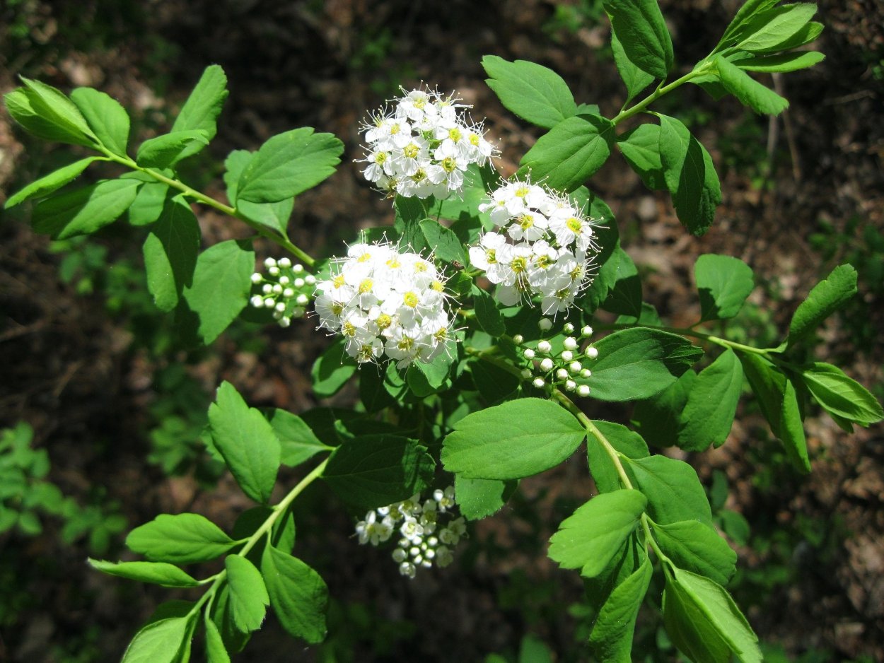 Кустарники Урала