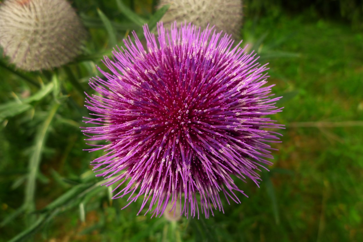 Цветок татарник