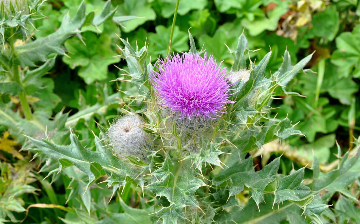 Чертополох колючий (Carduus Acanthoides)