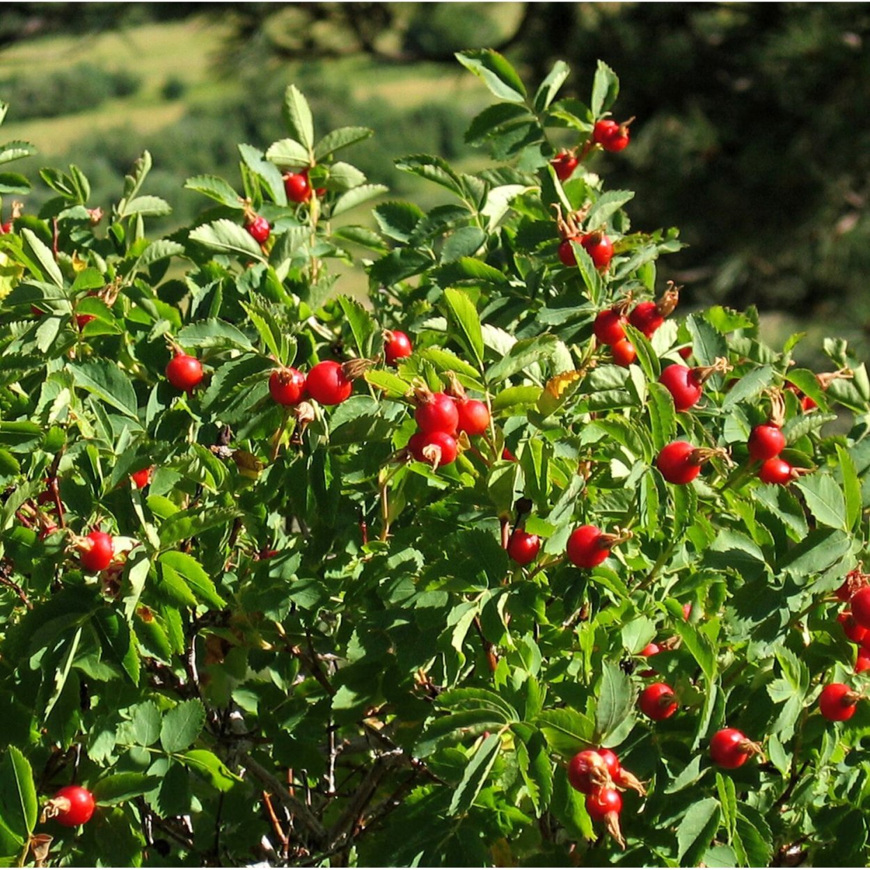 Шиповник высота куста