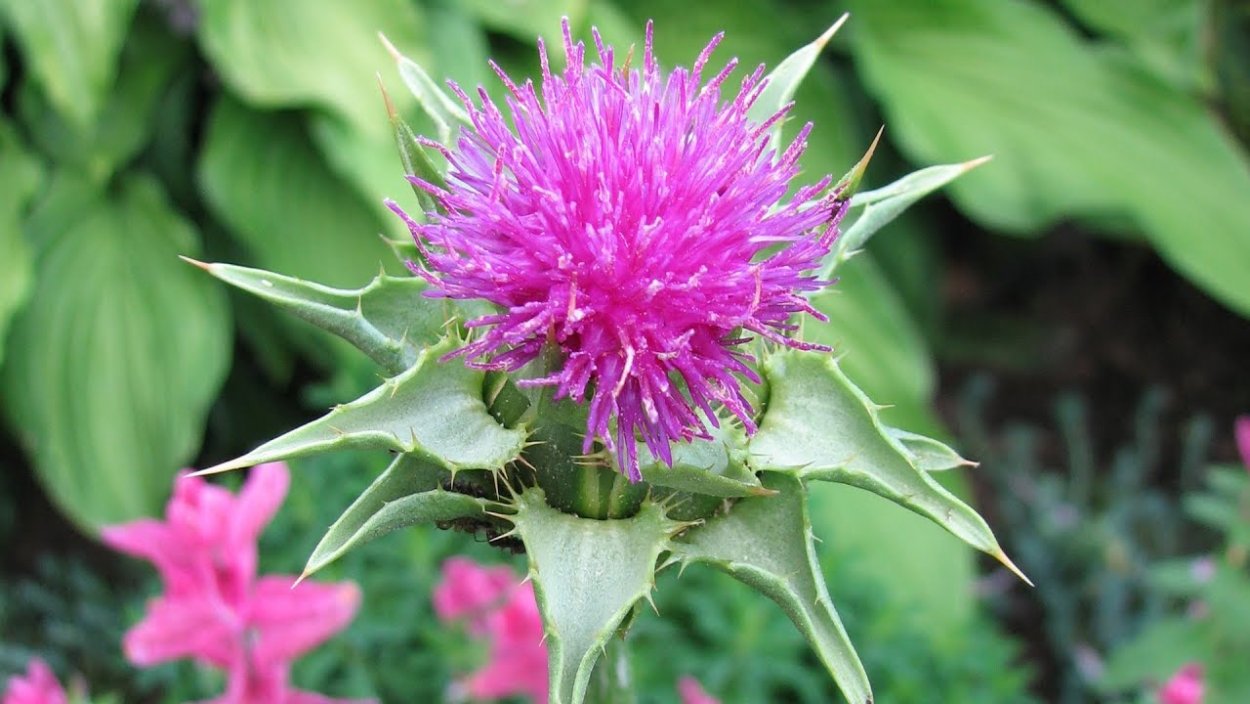 Молочный чертополох