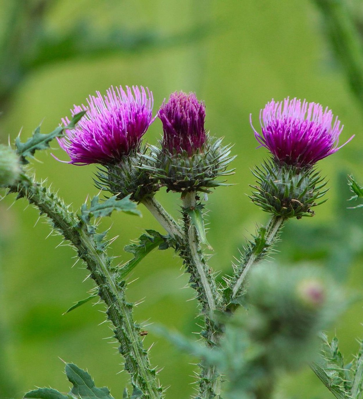 Чертополох курчавый