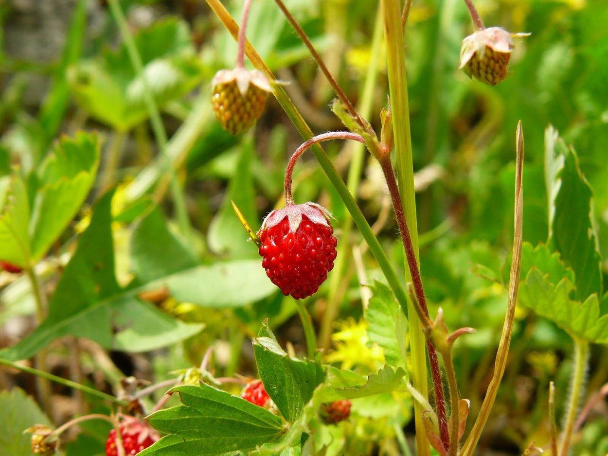 Черника (Vaccinium myrtillus)