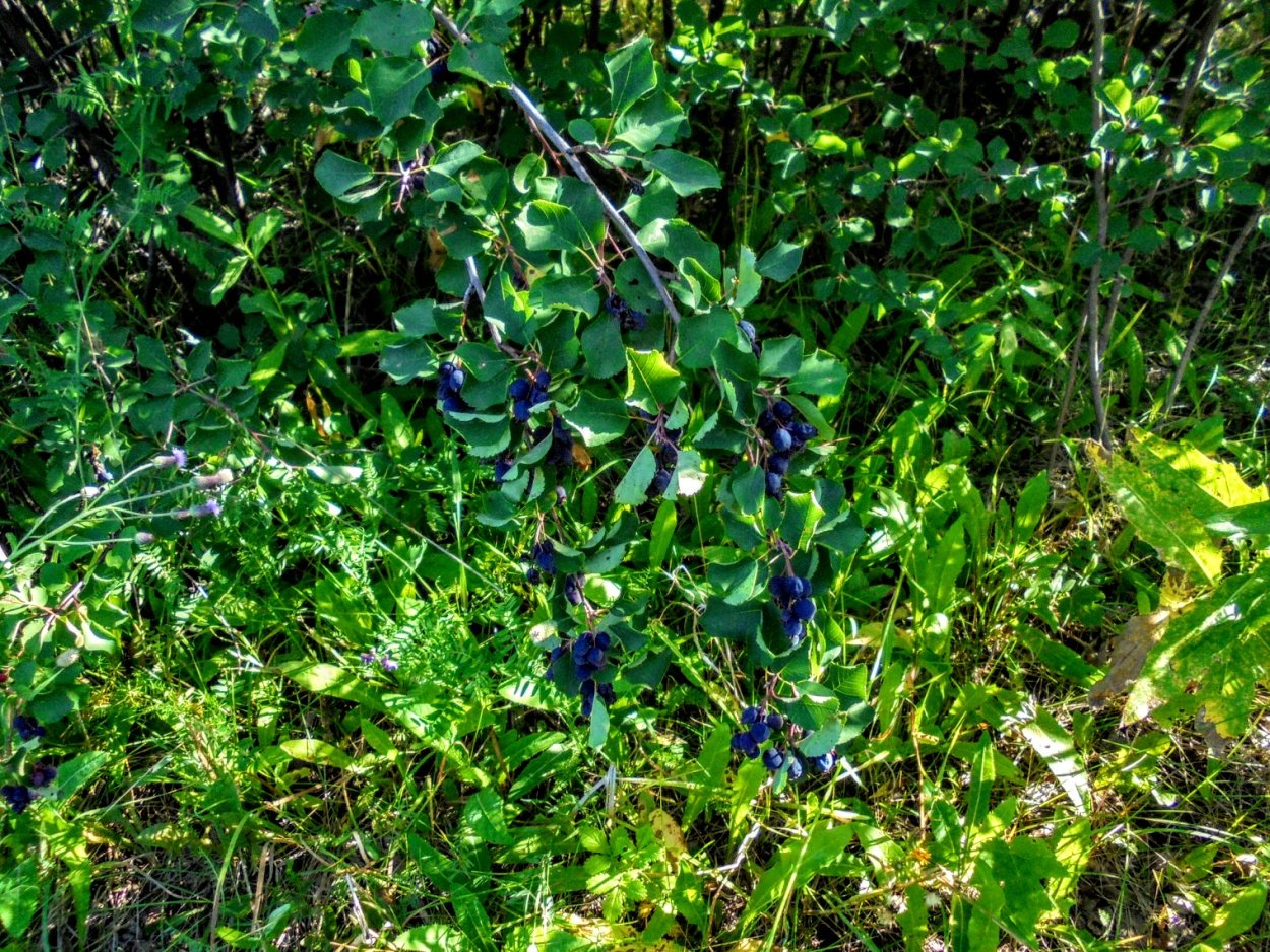 Шиповник (роза) морщинистый