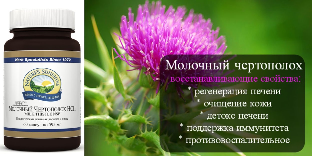 Чертополох Тёрмера