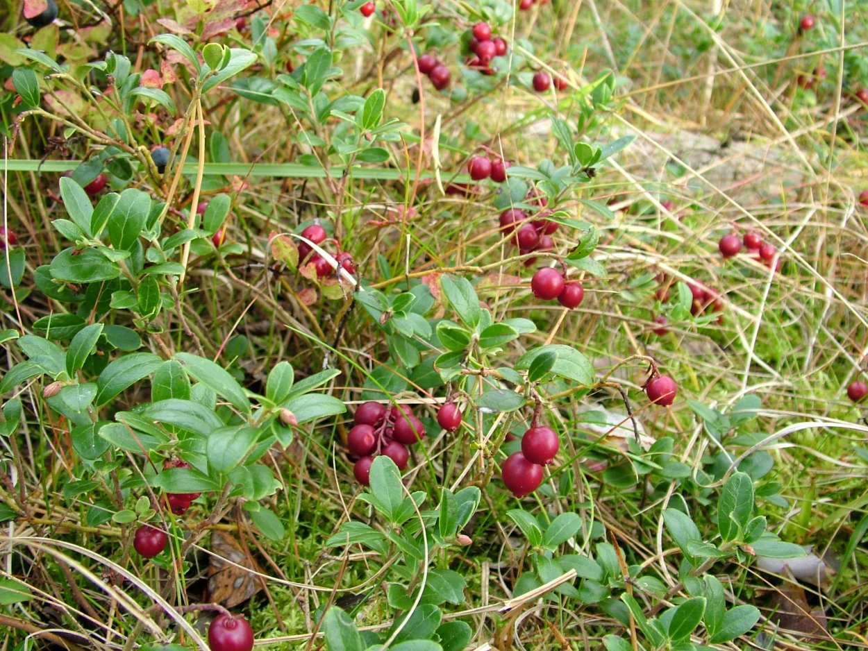 Калина обыкновенная красная гроздь