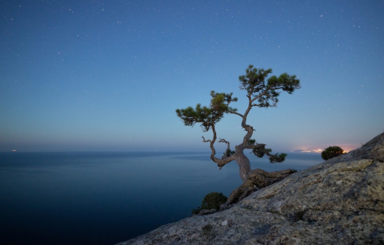 Сосна Крымская Фиолент