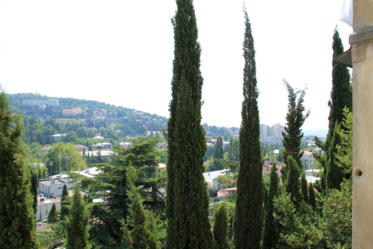 Кипарис Ялта дерево