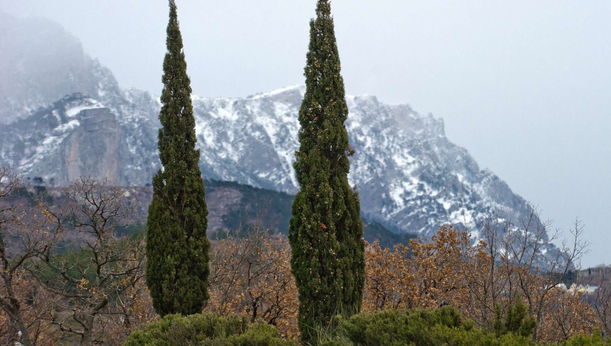 Кипарис пирамидальный Крым