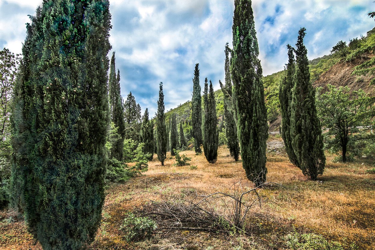 Кипарис вечнозеленый пирамидальный