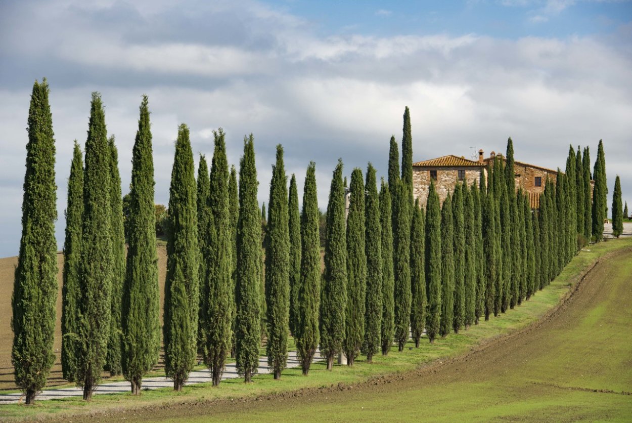 Тоскана кипарисы