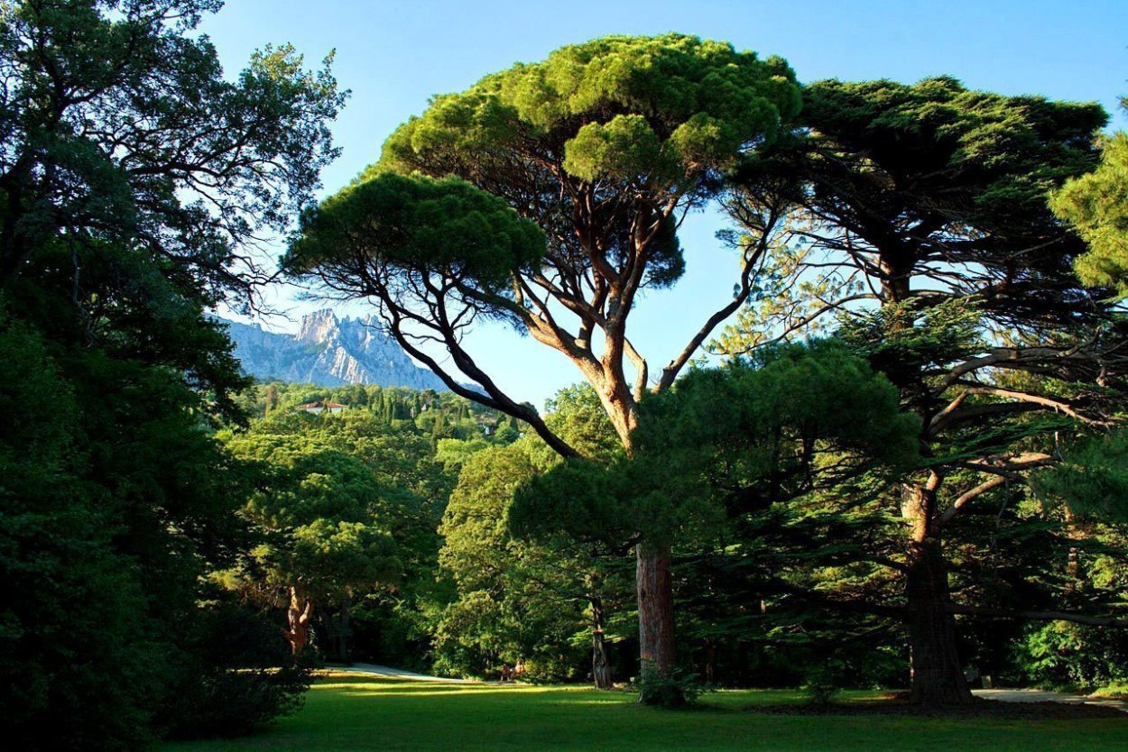 Воронцовский парк Крым Алупка