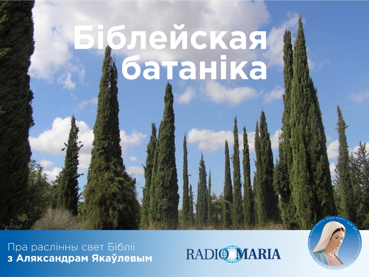 Кипарис Ялта дерево