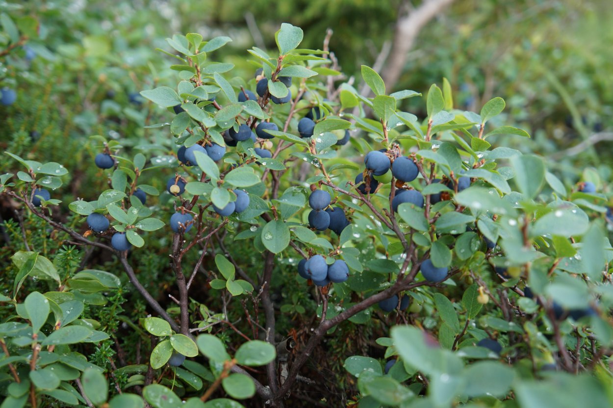 Земляника Лесная на Алтае