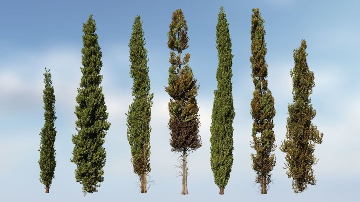 Кипарисник дикий