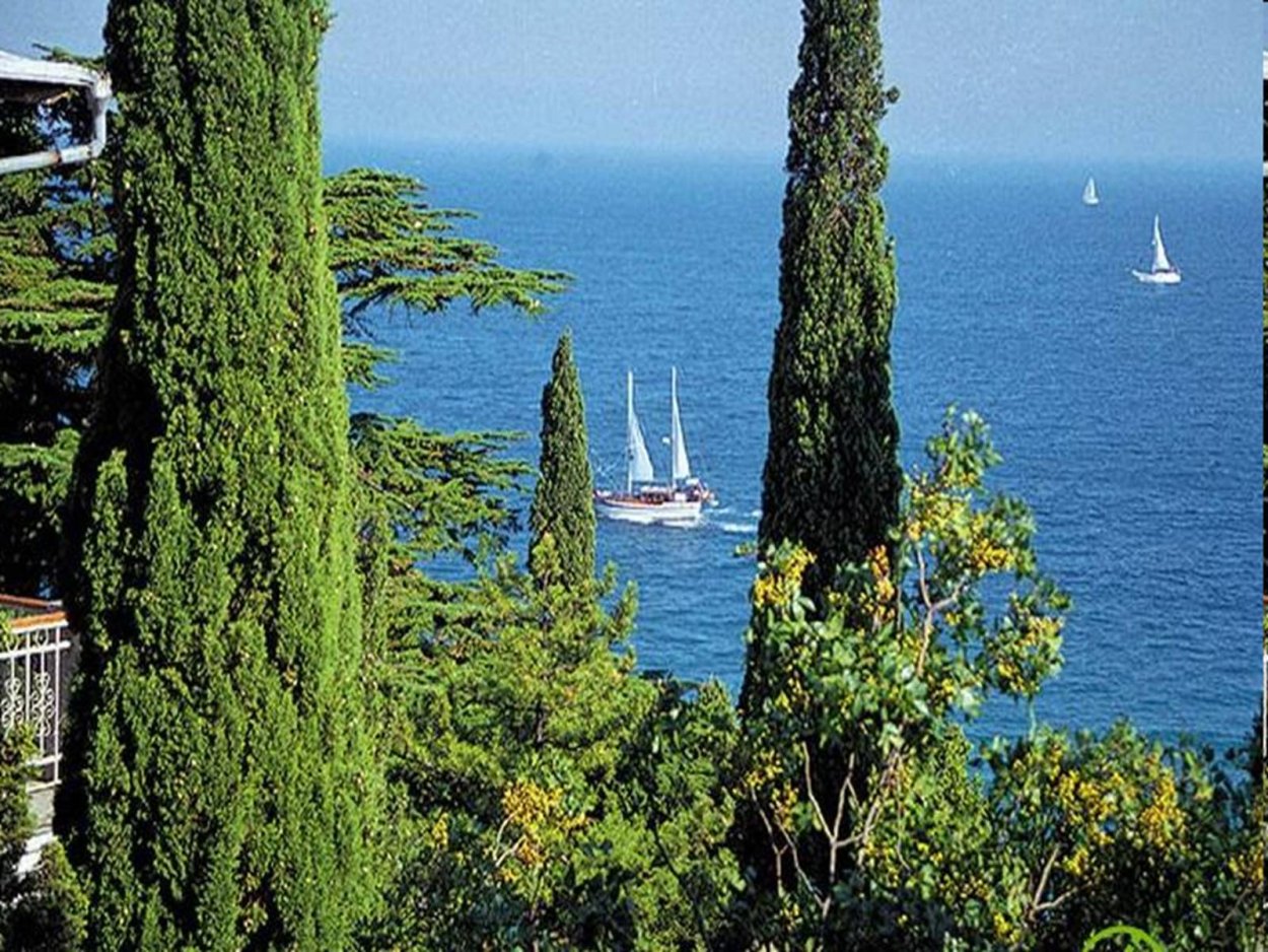 Кипарис Ялта дерево