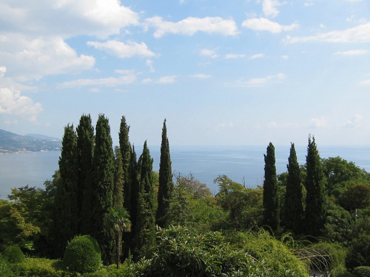 Кипарис Ялта