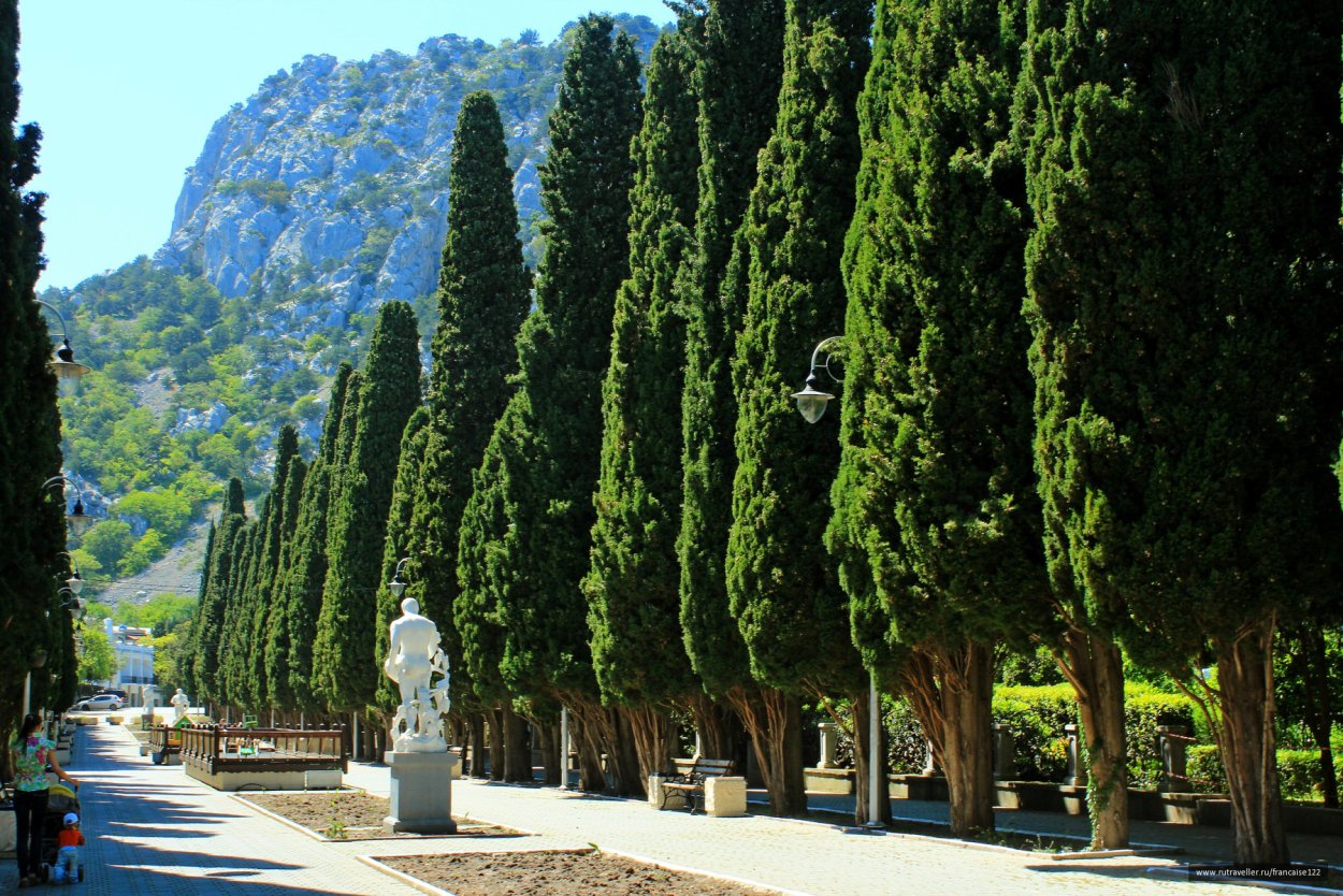 Артек Алушта Кипарис