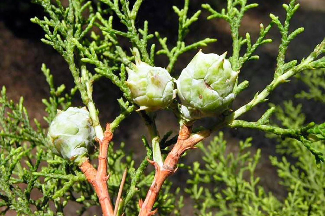 Кипарис Говена (калифорнийский)