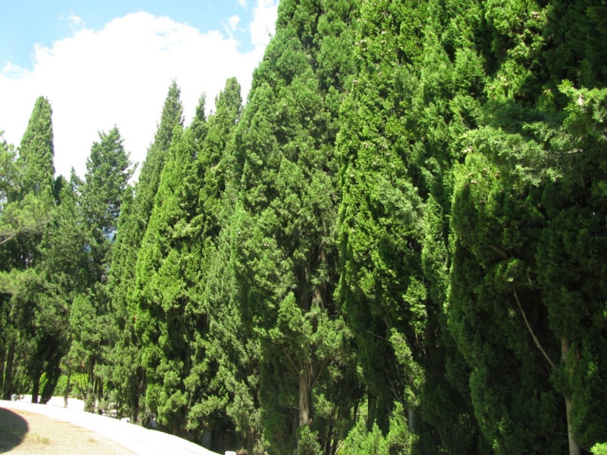 Кипарис Ялта дерево