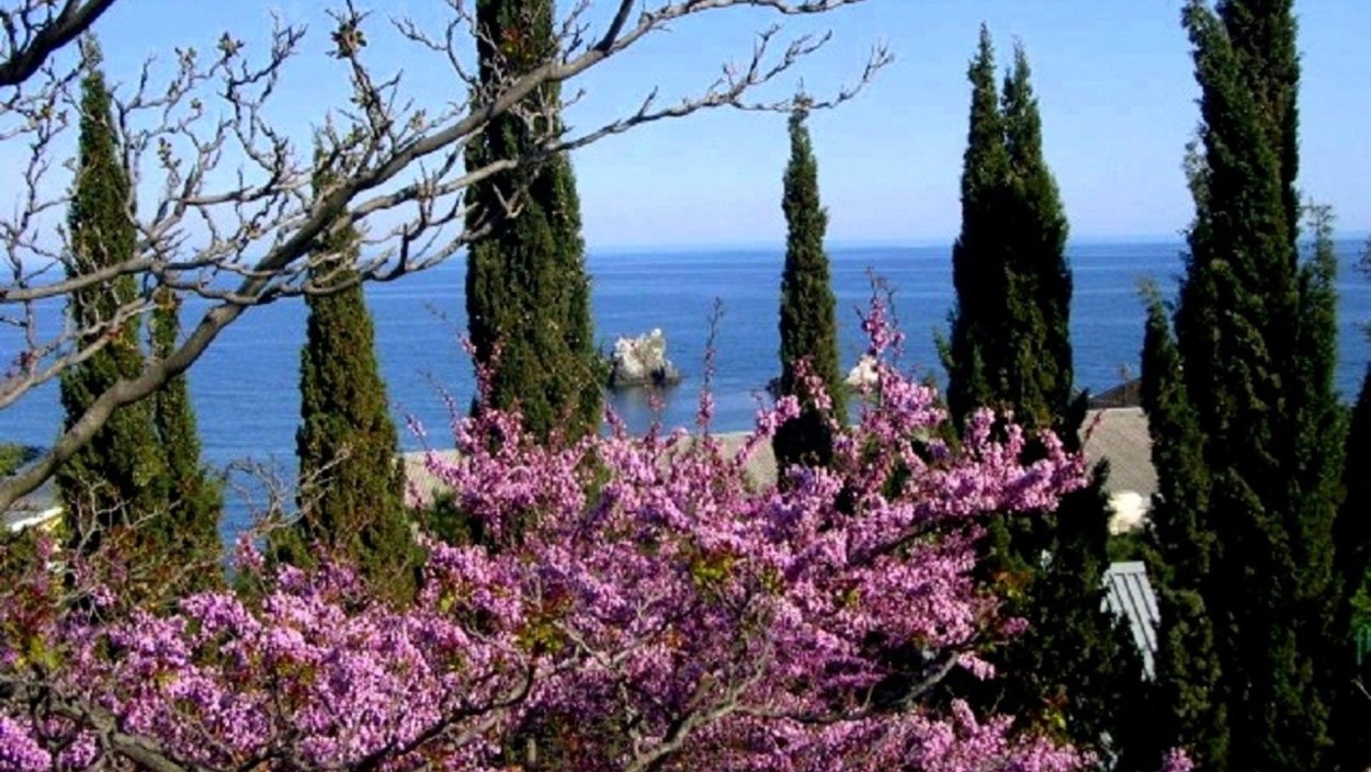 Кипарис Ялта