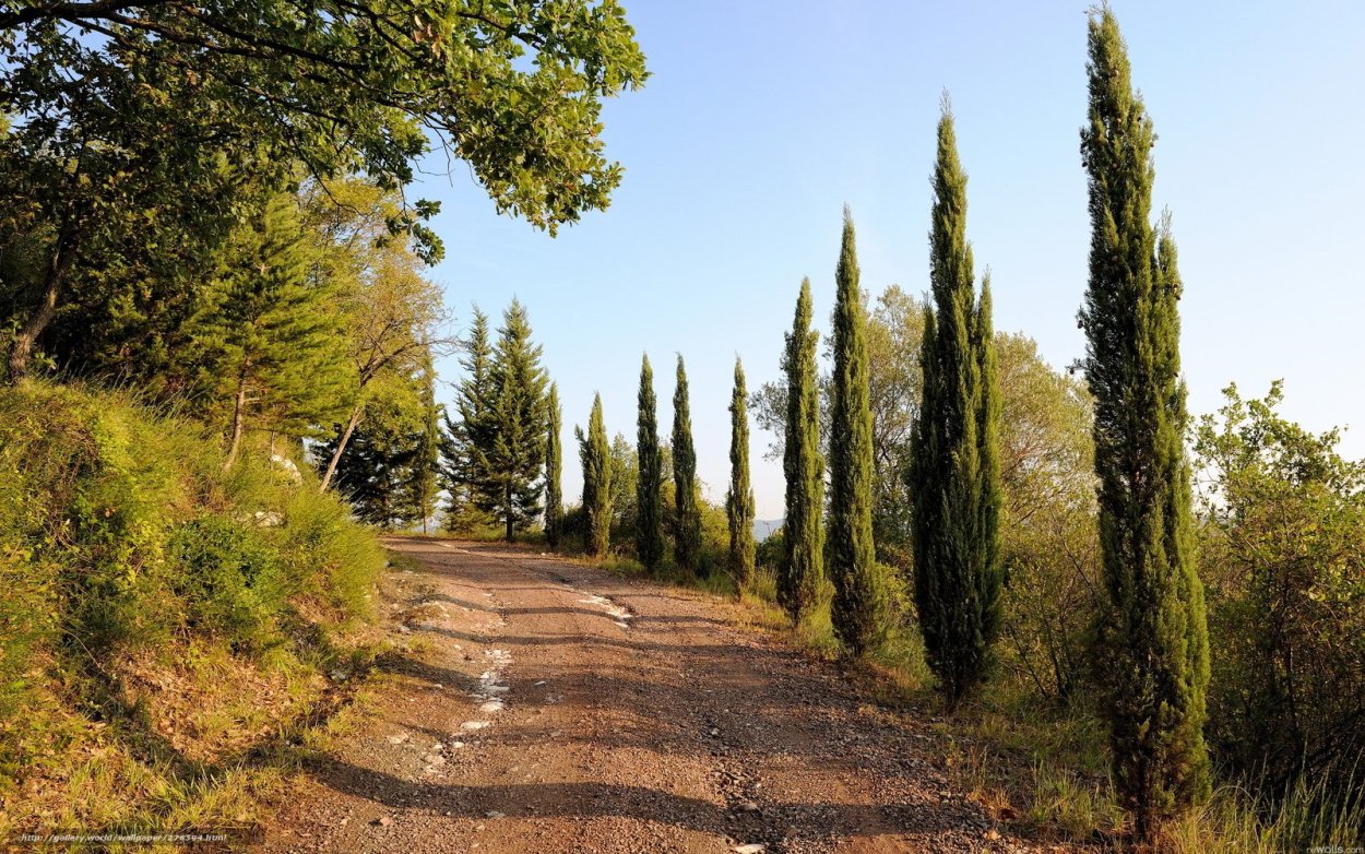 Аллея кипарисов в Сочи