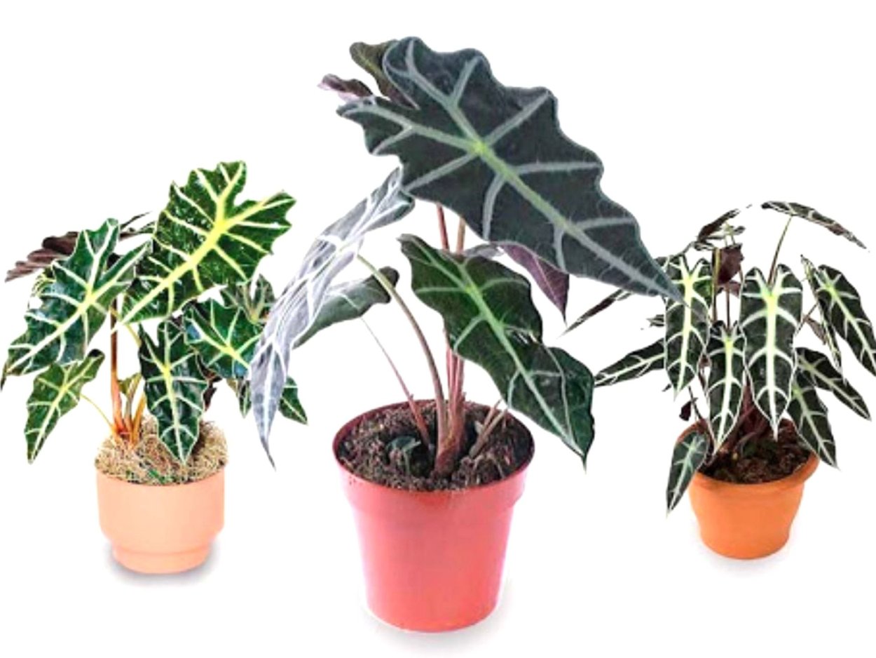 Алоказия Регина