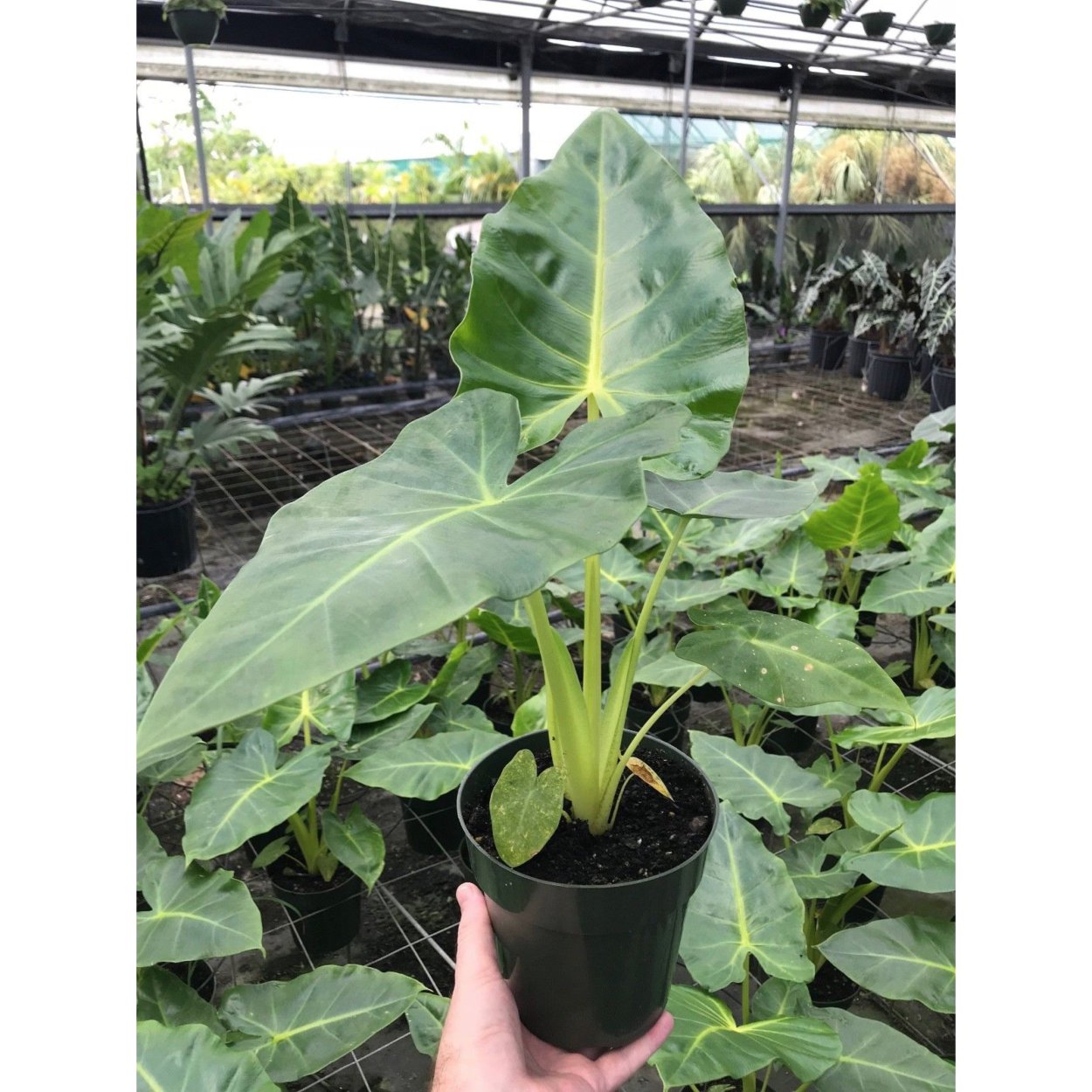 Алоказия платинум